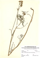 藏品(洋蓍草)的圖片